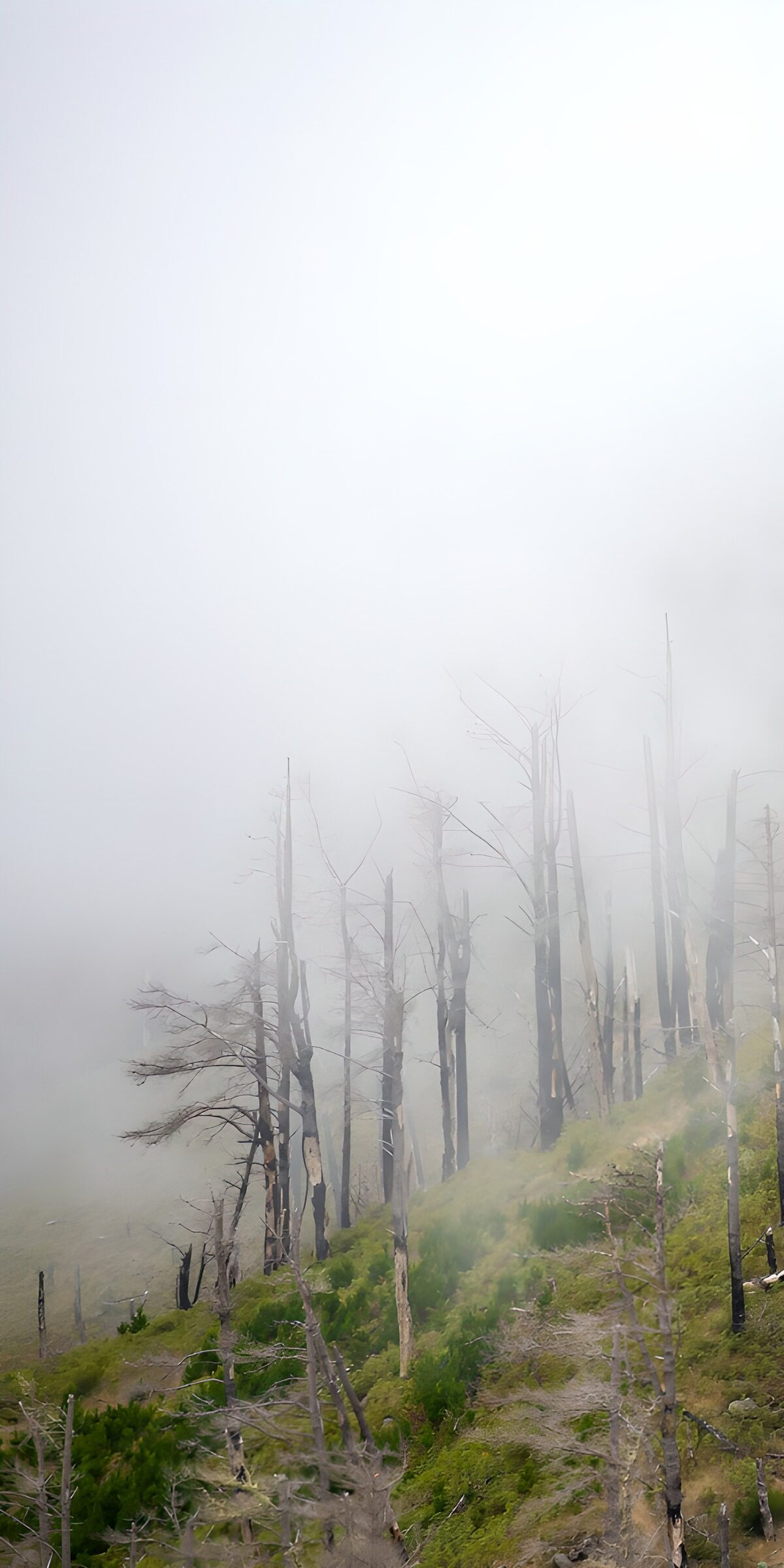 CW7670471: Mysterieus woud in de mist