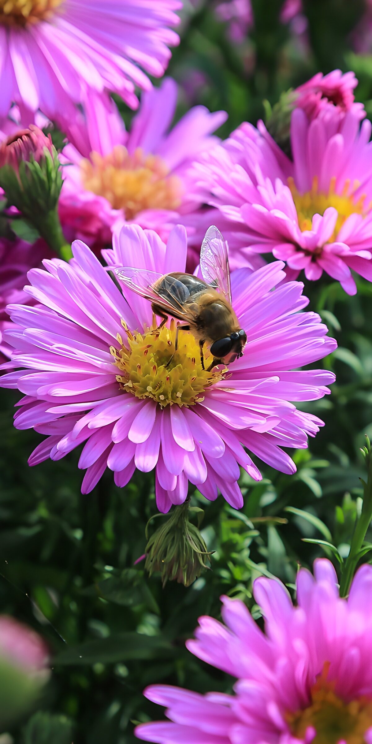 CW5757332: Bij op roze asters