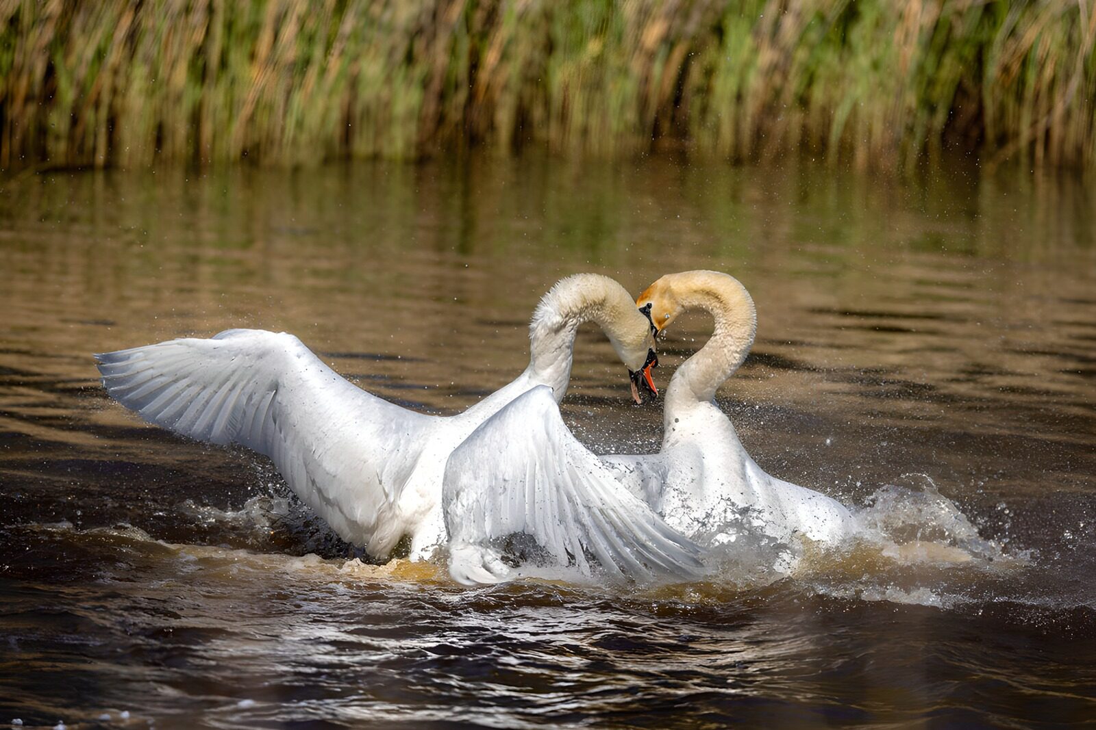 CW6494275: Vechtende zwanen in de natuur