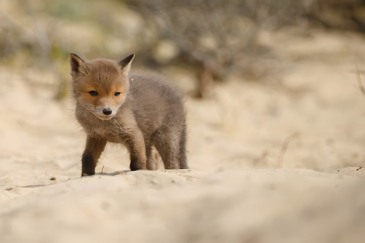 Schattige jonge vos op het zand