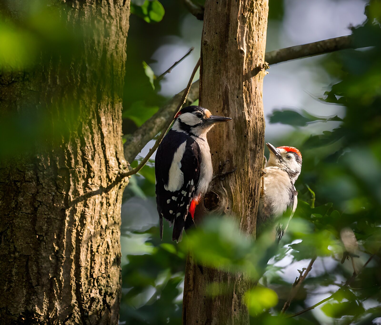 CW6780810: Twee spechten op een boomstam