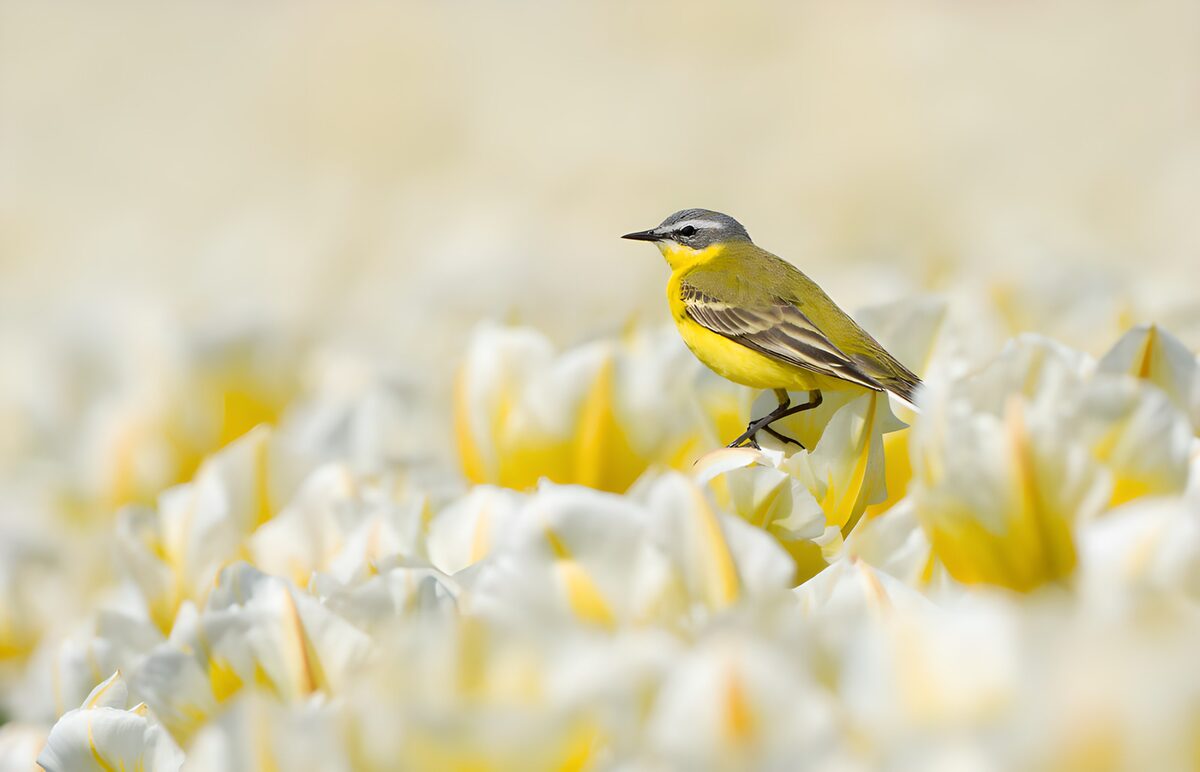 Geelkwikstaart tussen de tulpen