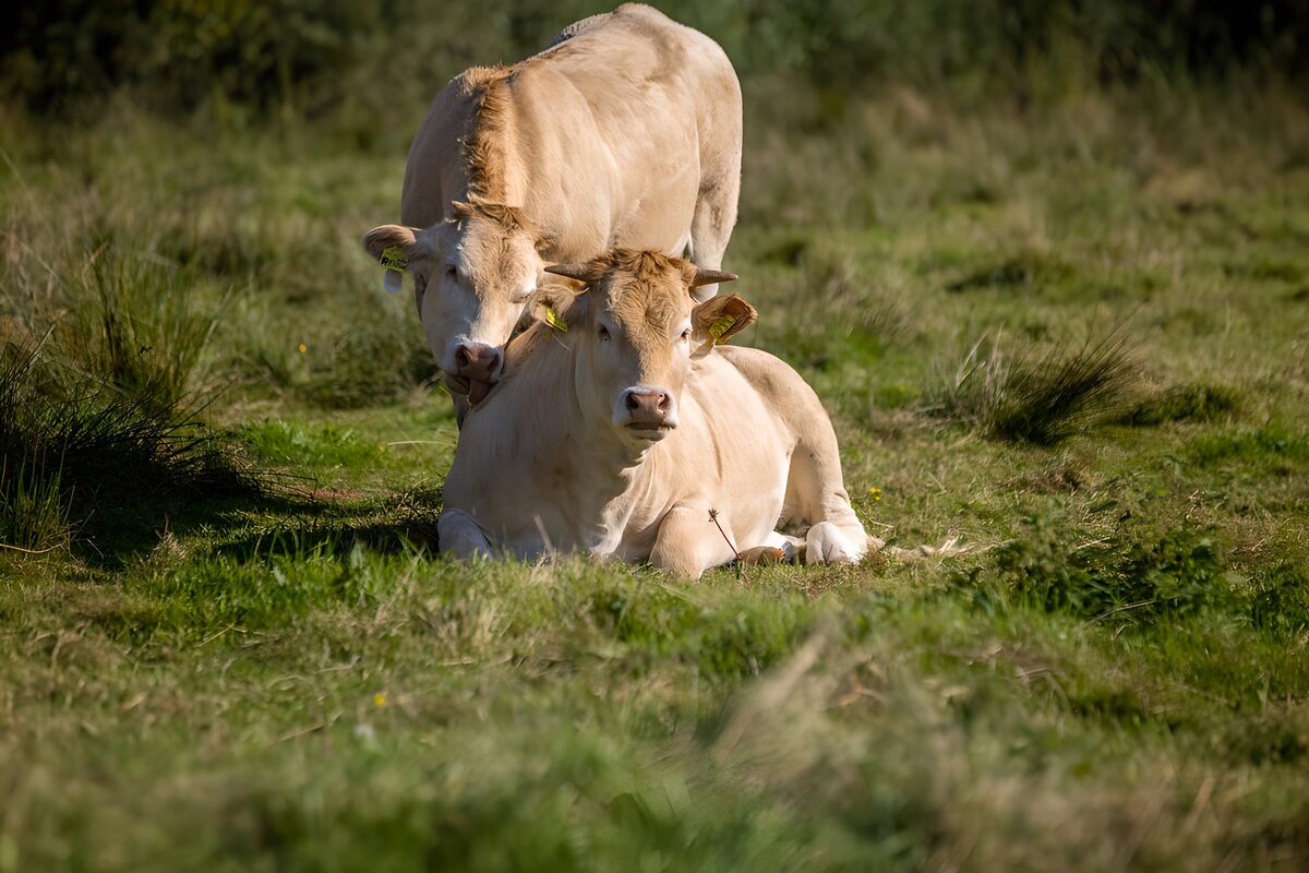 Relaxte koeien in het gras