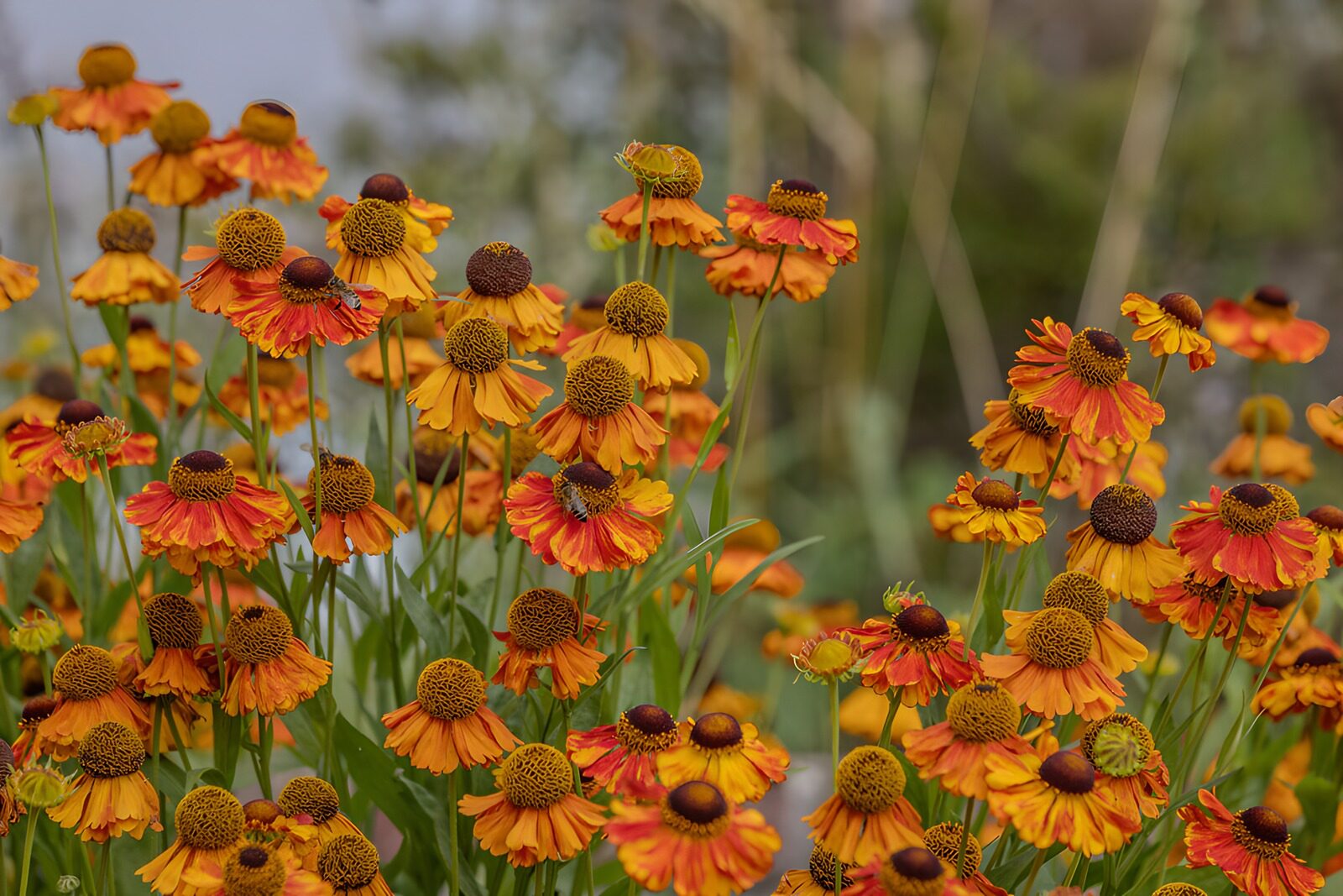 CW7171185: Stralende oranje bloemenpracht
