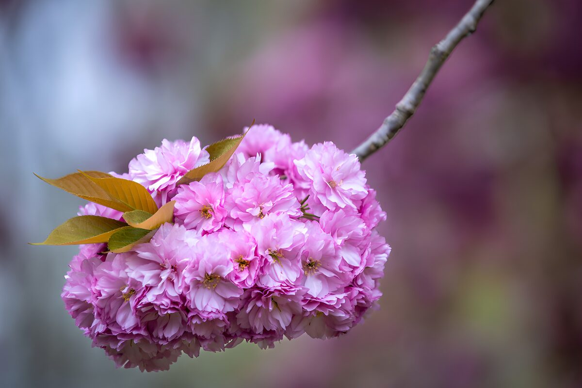 Prachtige roze bloesem in de lente