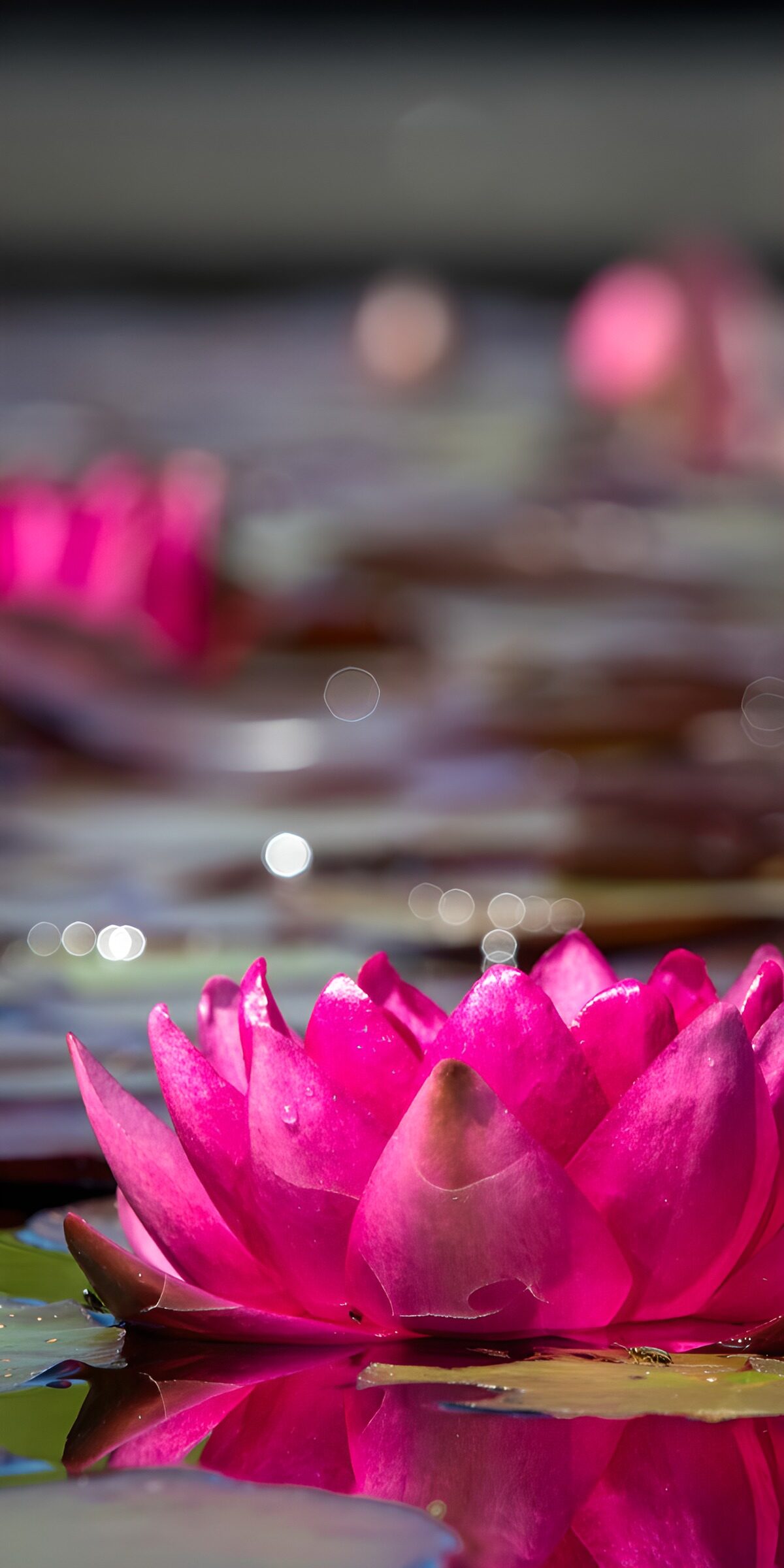 CW2905440: Prachtige roze waterlelie in volle bloei