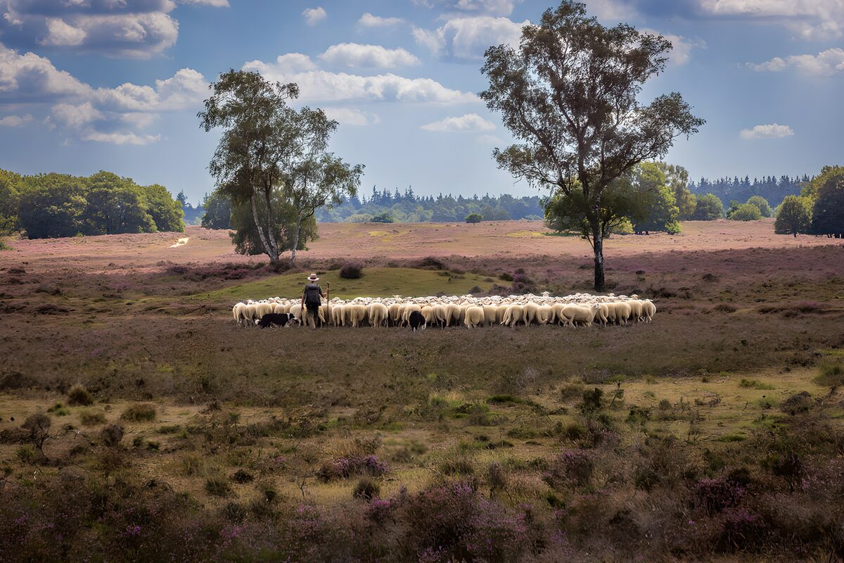 CW5941770: Schapen in het paarse heidegebied