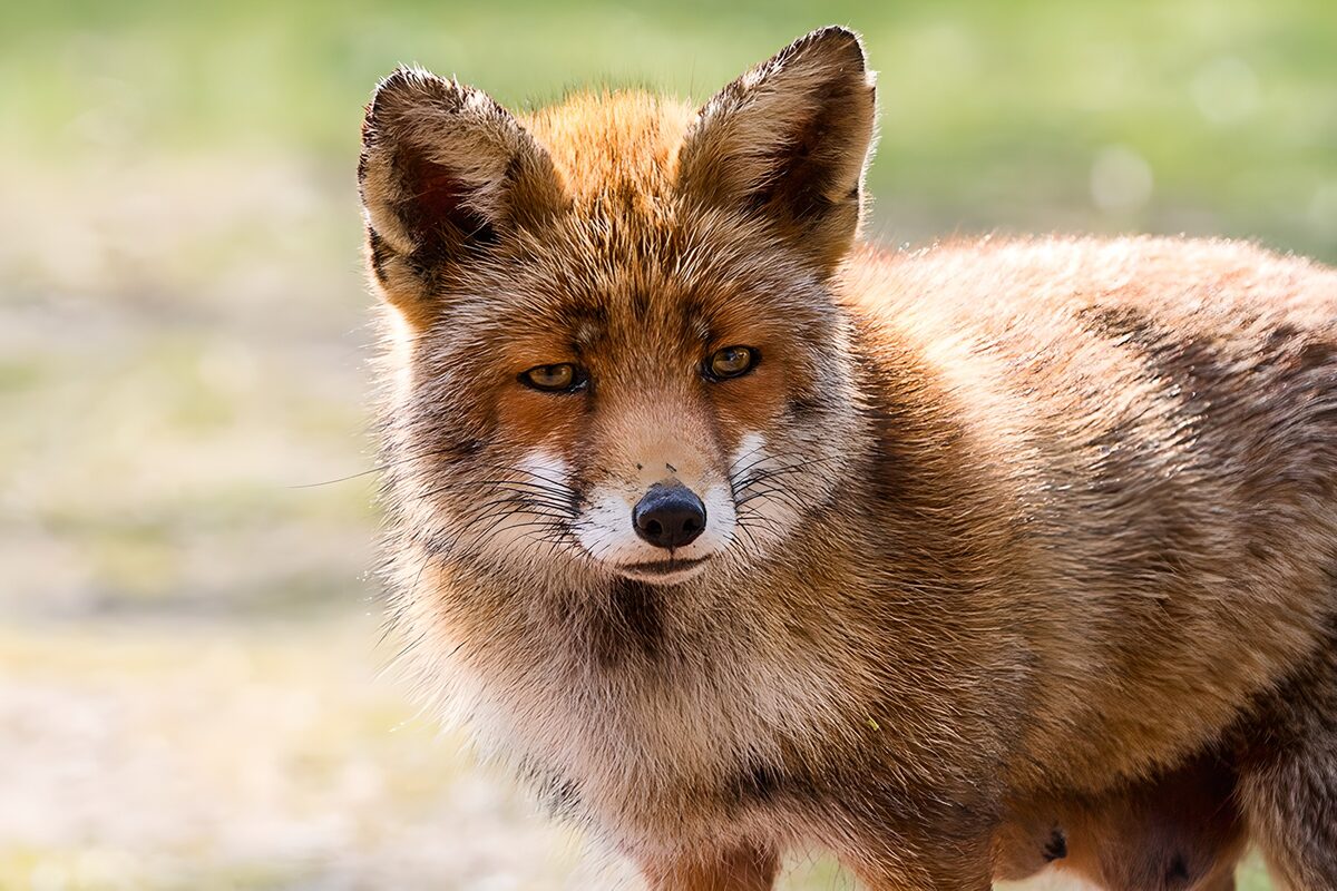 Slimme vos in de natuur