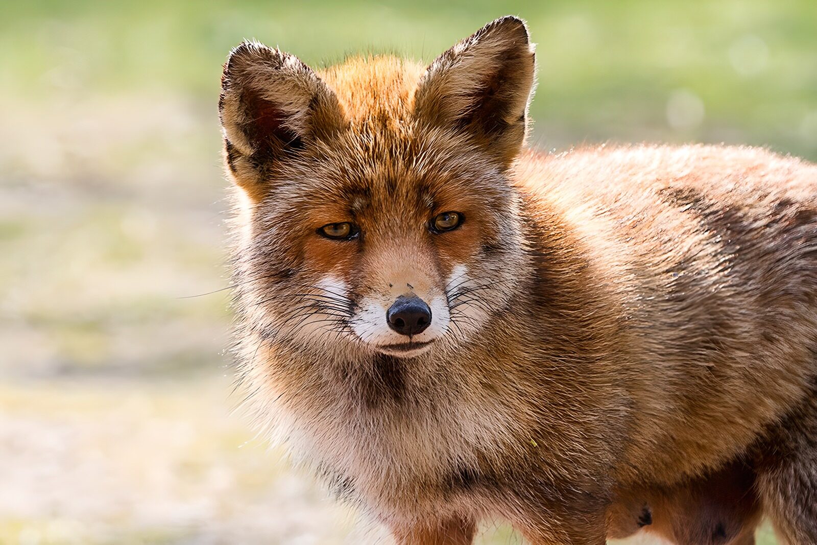 CW2931398: Slimme vos in de natuur