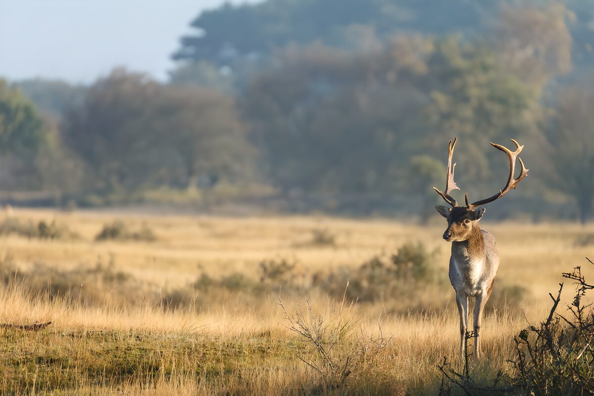 Hert in de ochtendzon
