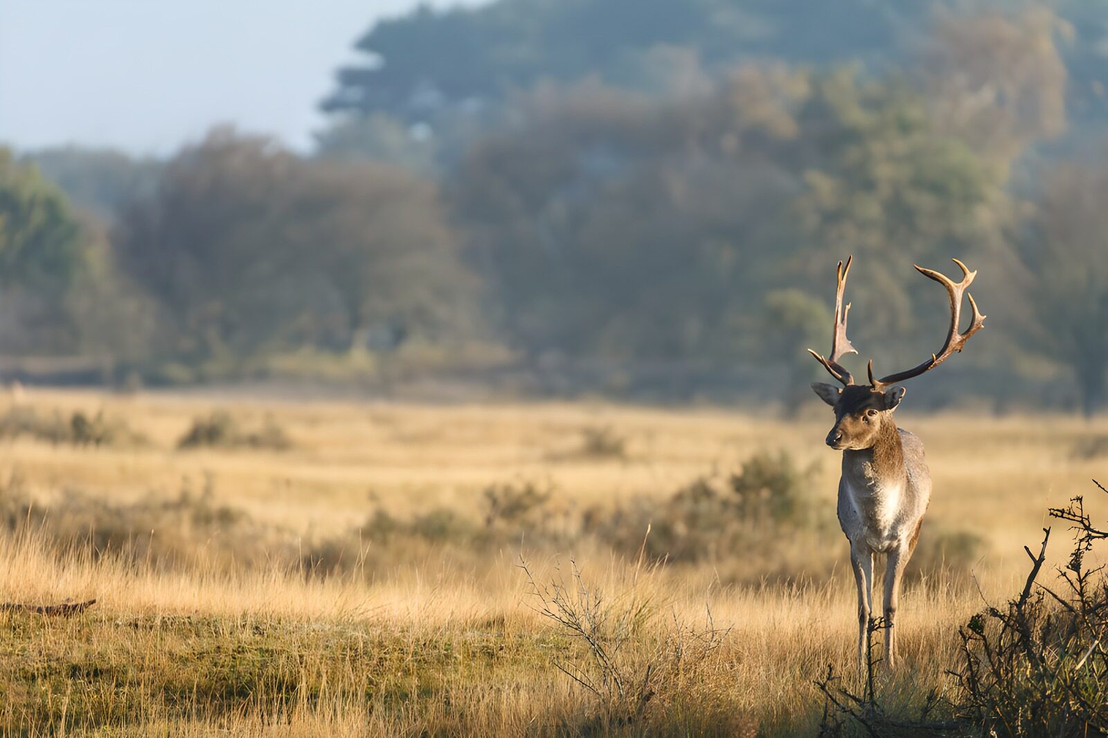 CW1415813: Hert in de ochtendzon