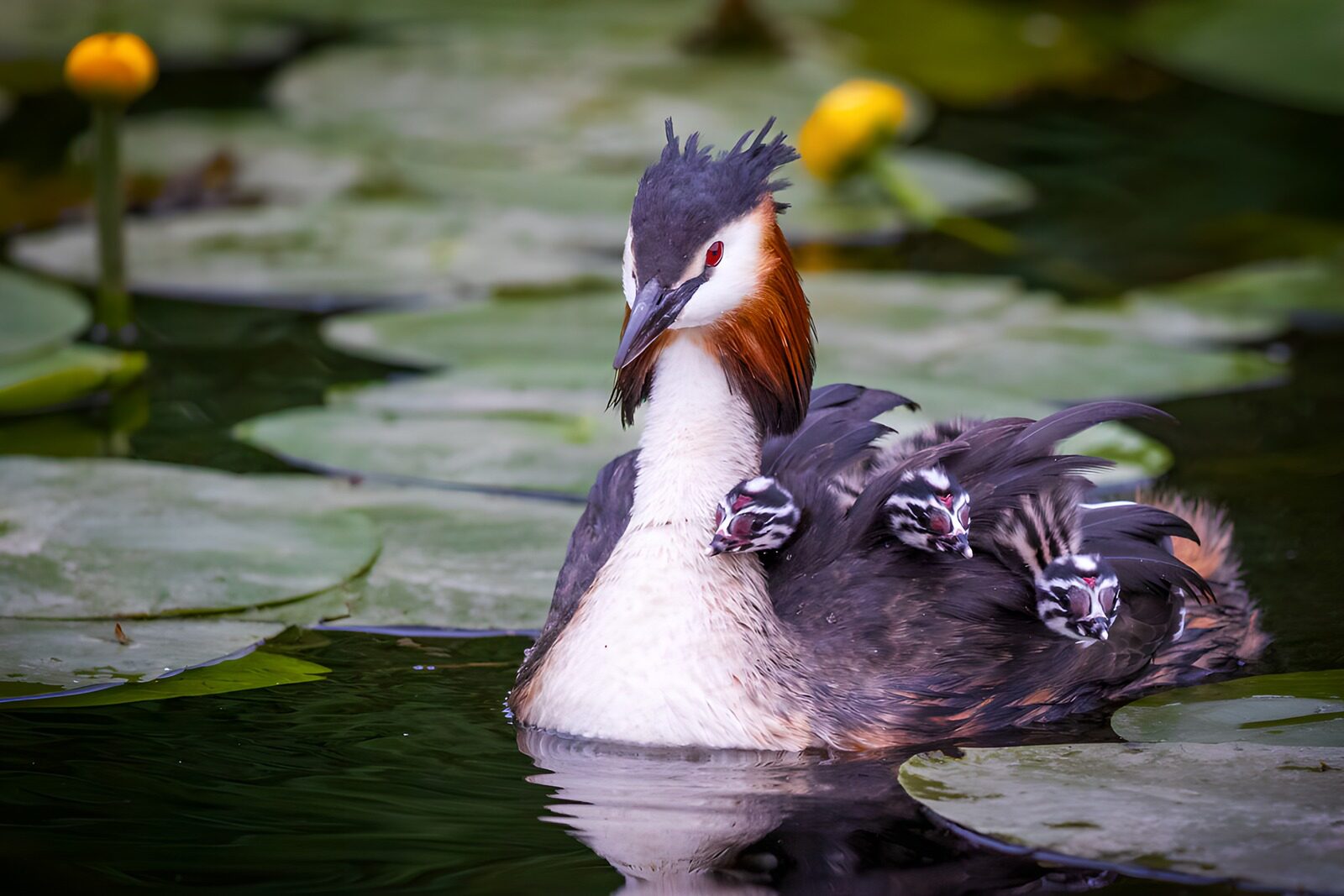 CW3418268: Fuut met jongen op het water