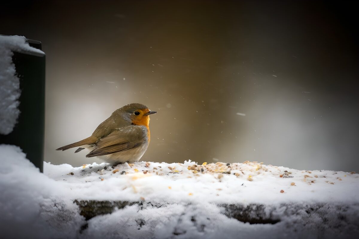 Roodborstje in de sneeuw