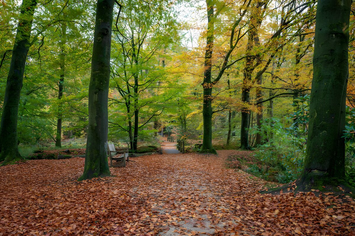 Herfstwandeling door kleurrijk bos