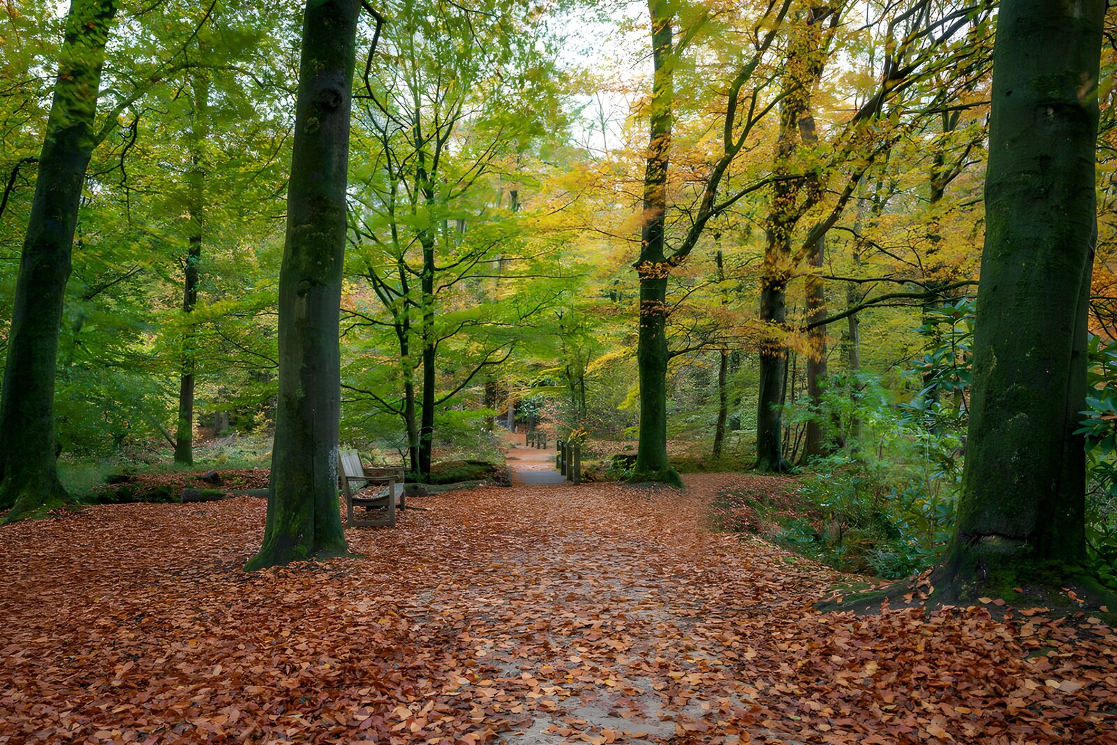 CW2861746: Herfstwandeling door kleurrijk bos