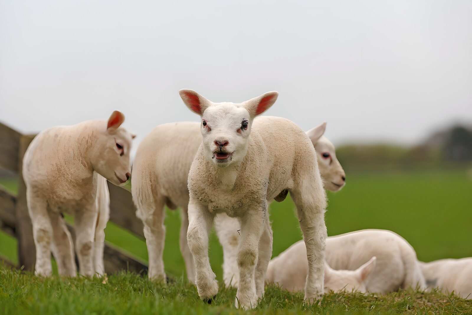 CW1393014: Schattige lammetjes op het gras