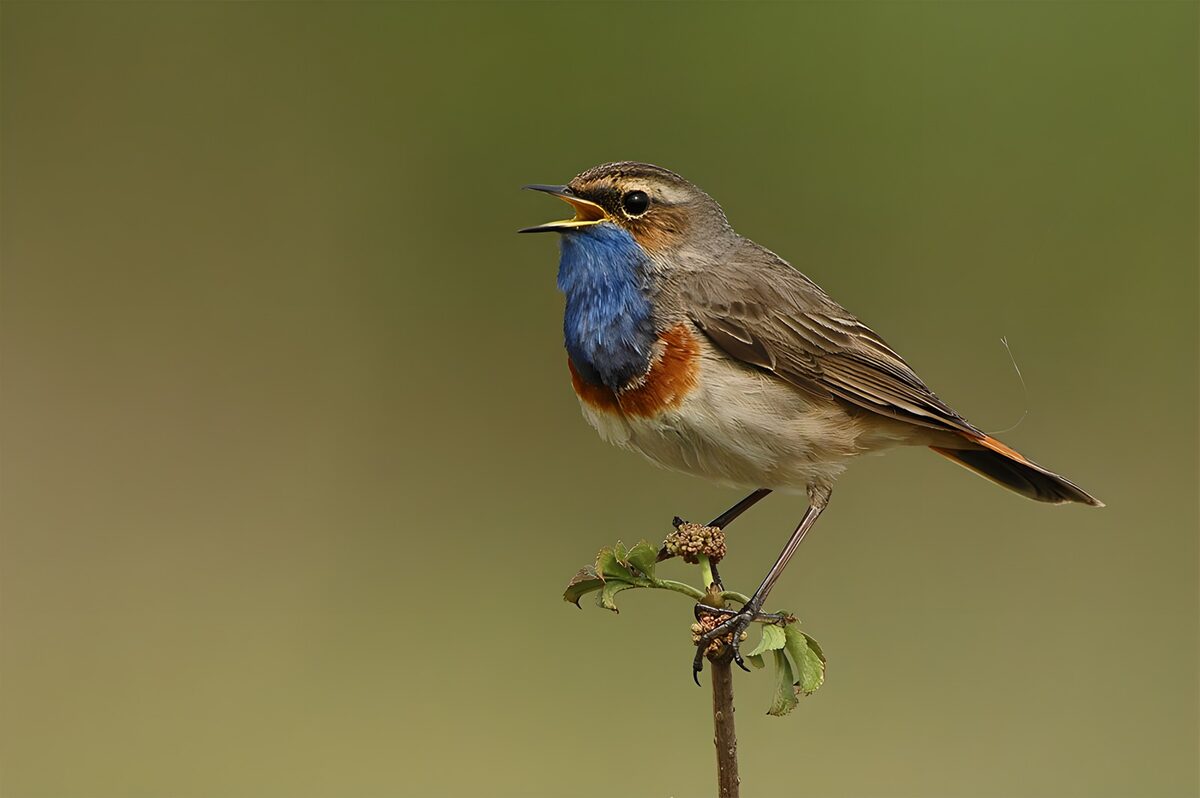 Zingende Blauwe Heikikkert
