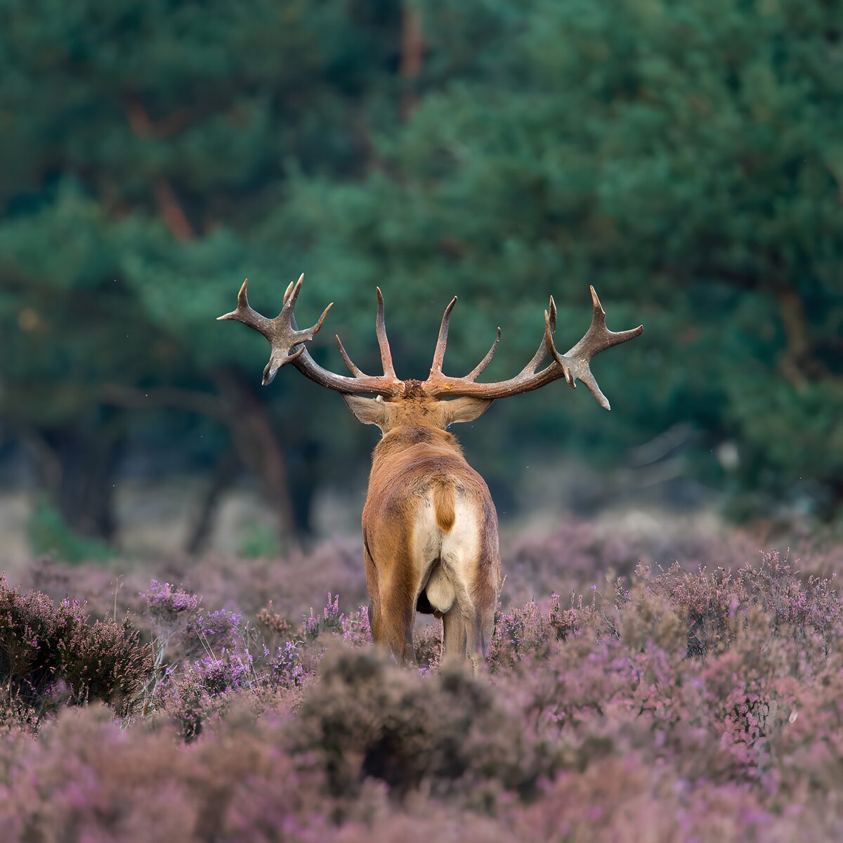Reebok in de paarse heide