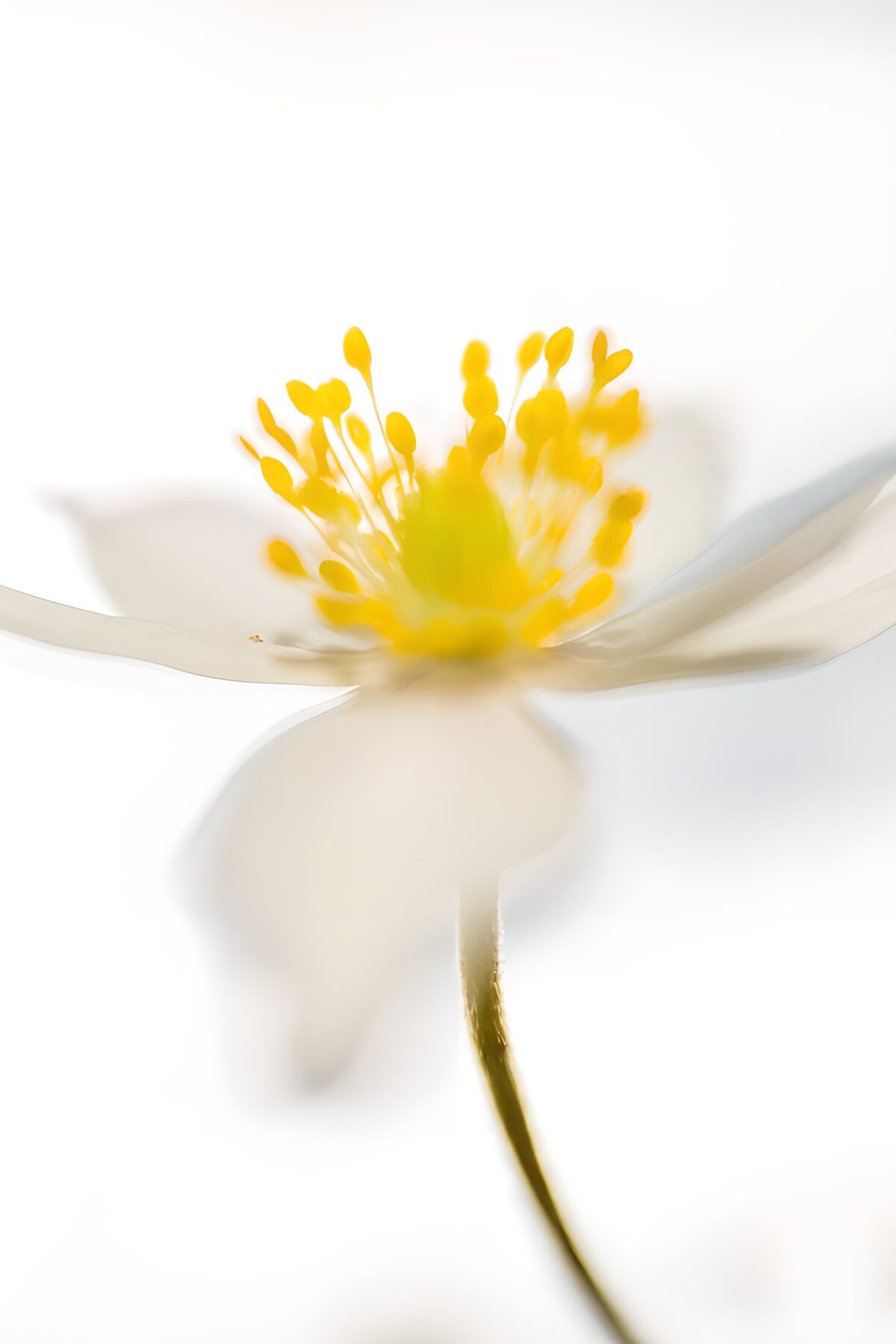 Stralende Witte Bloem