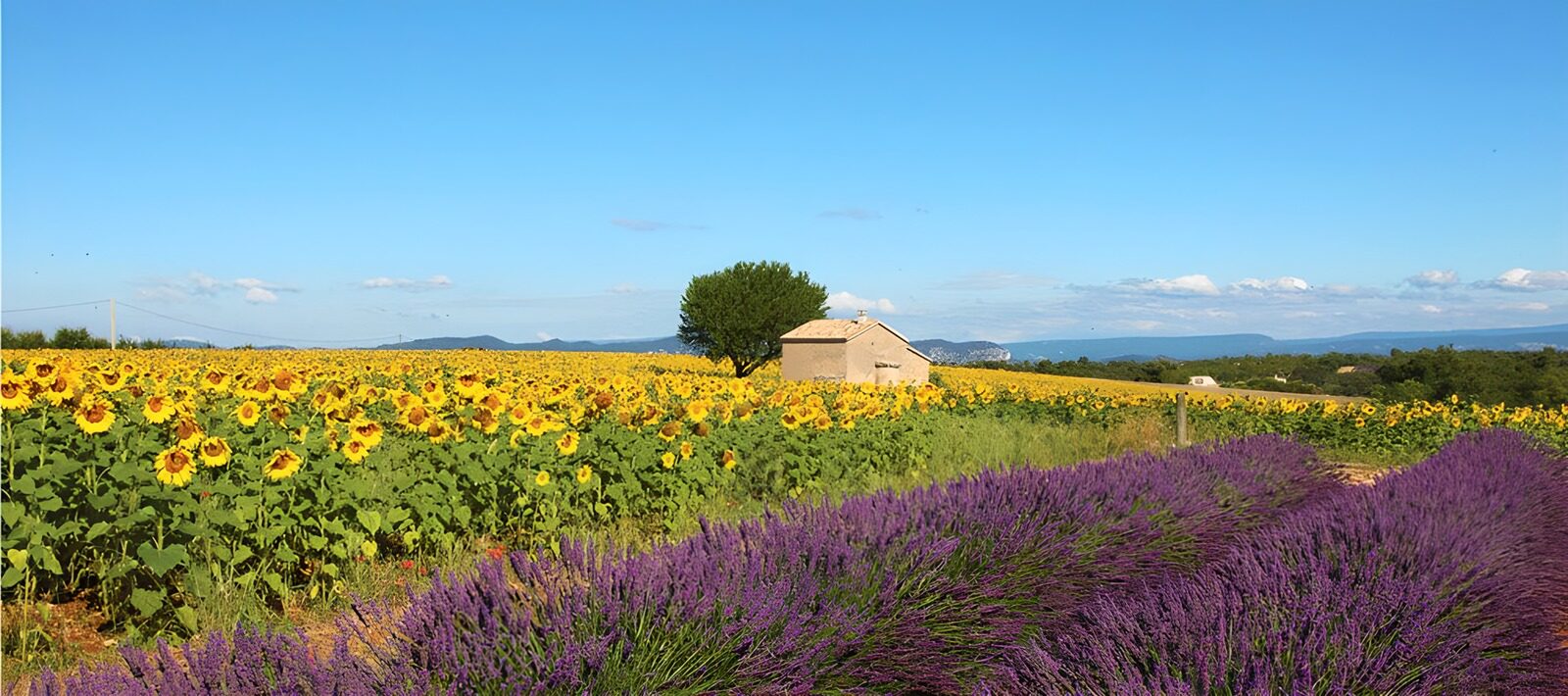 CW4886416: Zomerlandschap met zonnebloemen en lavendel