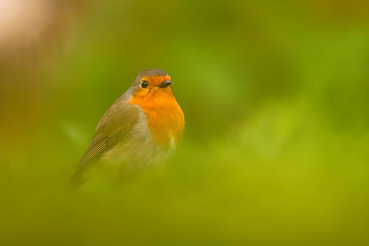 Vogel met oranje borst in de natuur