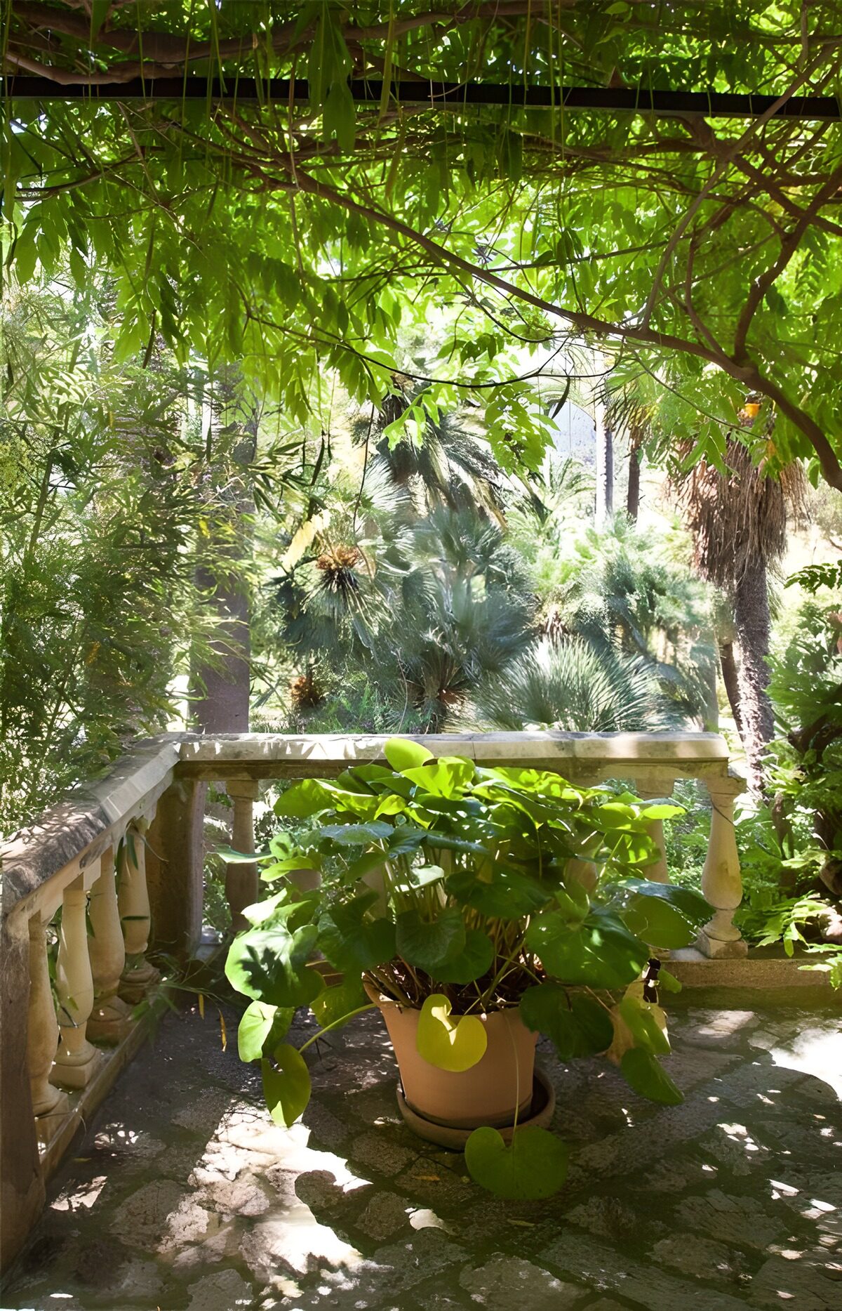 Groene oase in zonnige tuin