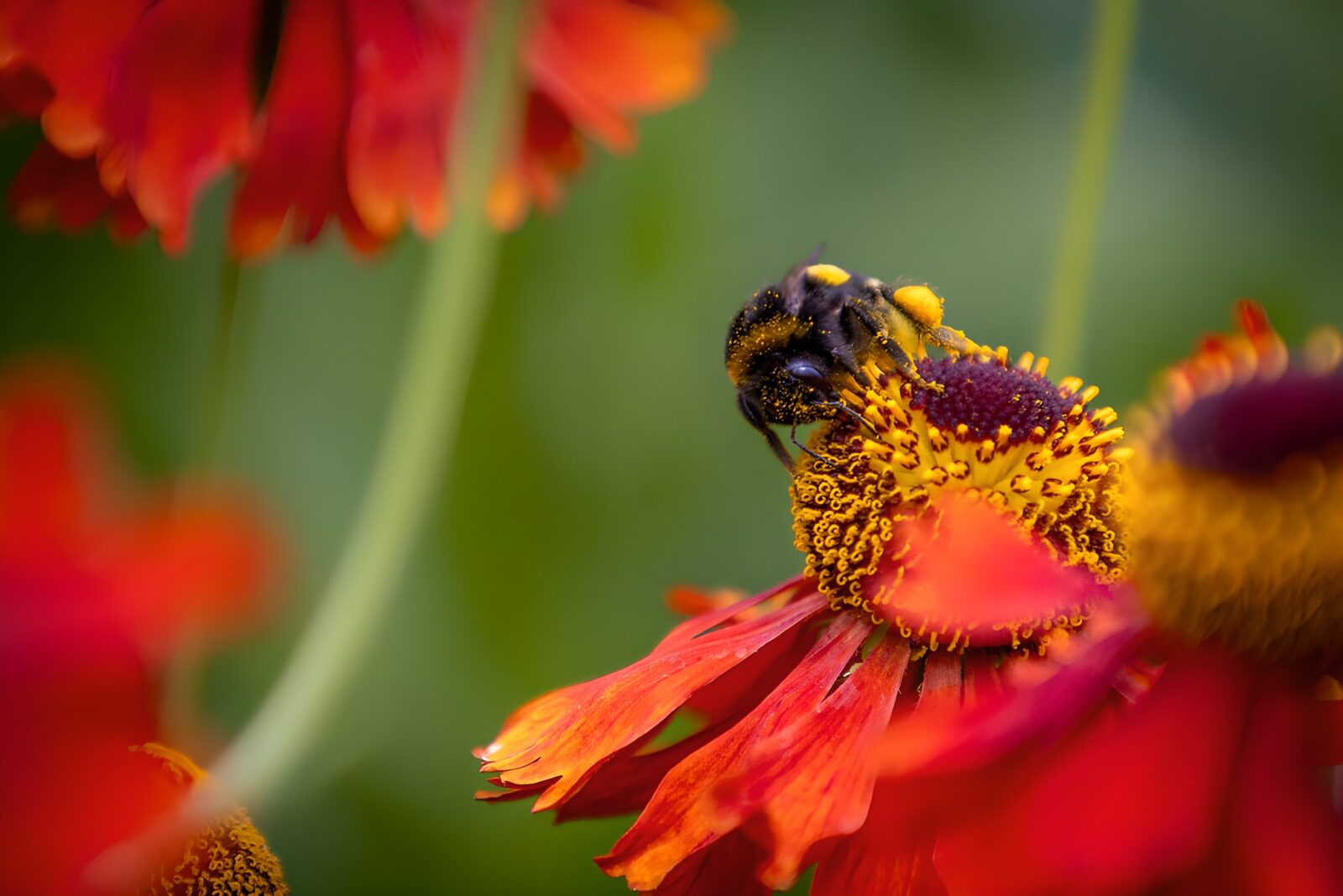 CW9372629: Hommel bedekt met stuifmeel
