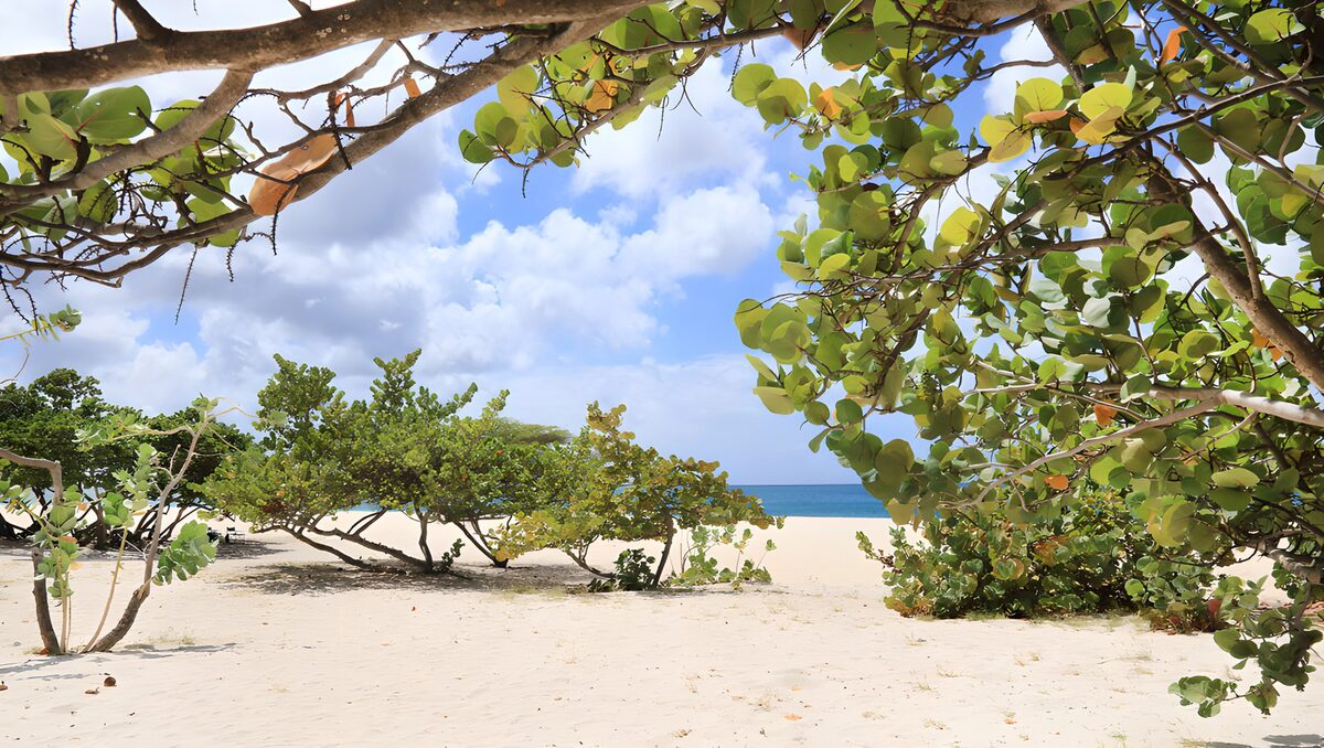 Rustige Strandomgeving met Groene Planten