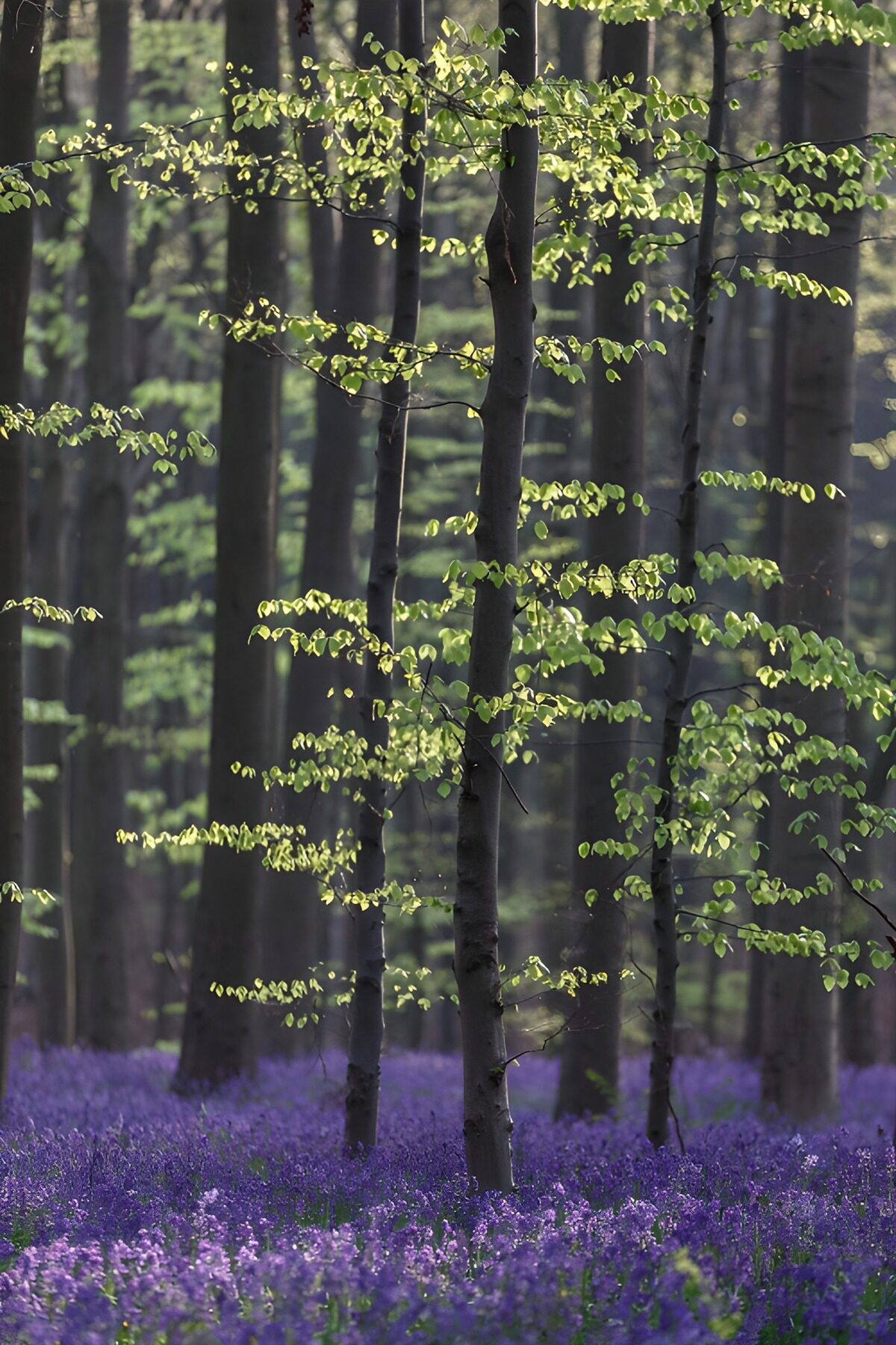 CW9849242: Prachtige Lente in het Bos