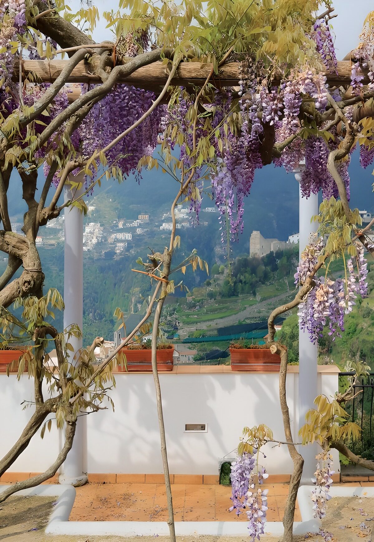 CW9877879: Prachtige Wisteria in de Bergen