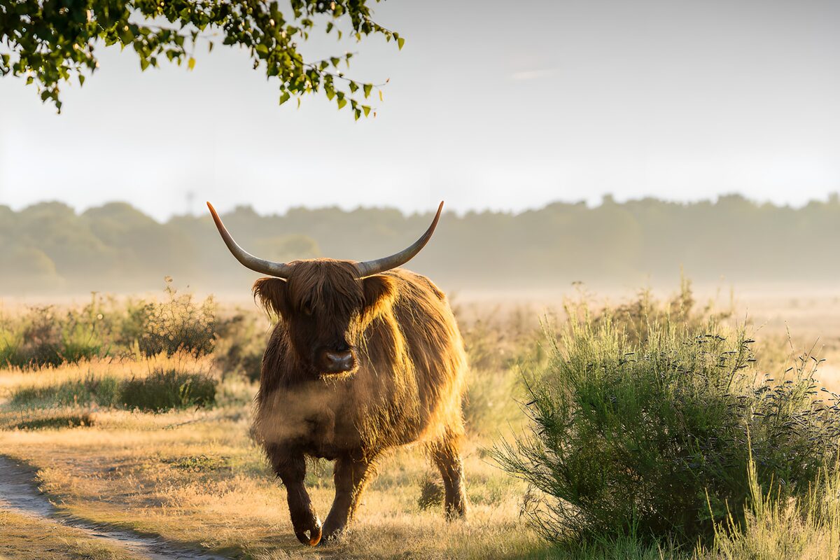 Hooglander in mistig landschap