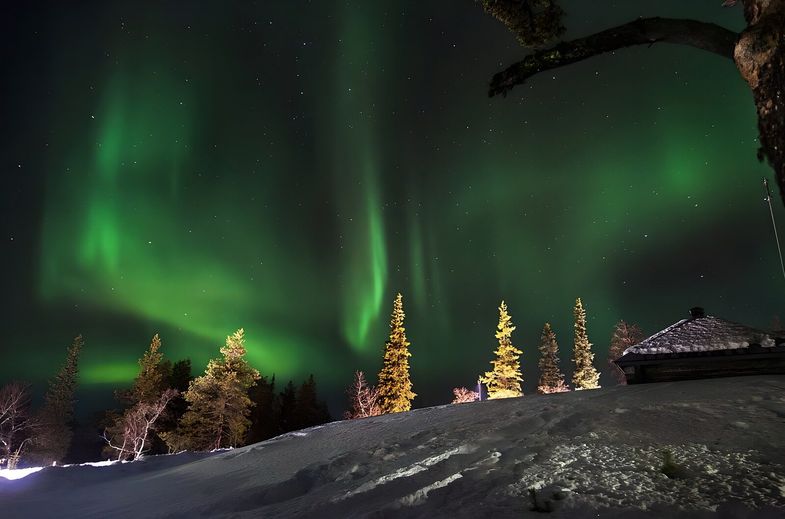 CW8905359: Auroraborealis boven besneeuwde bossen