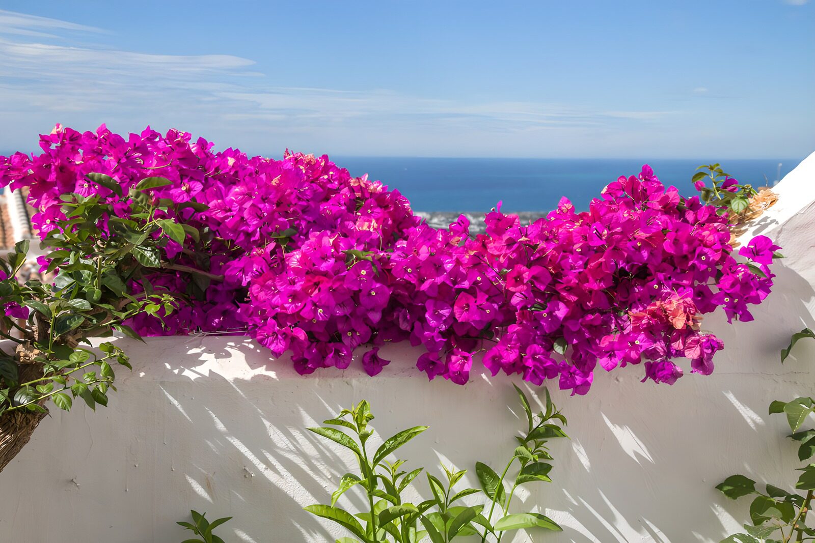 CW3023662: Prachtige bougainvillea boven de zee