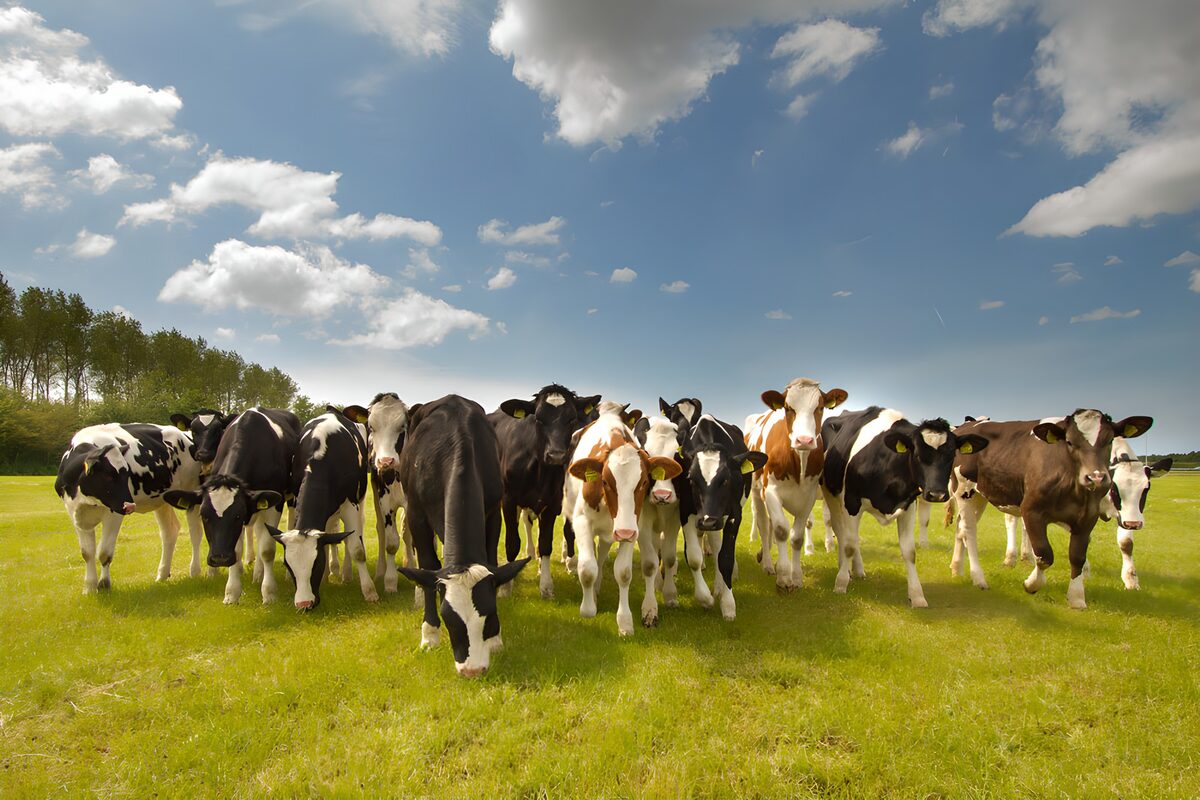 Groep Schapen op een Groene Weide