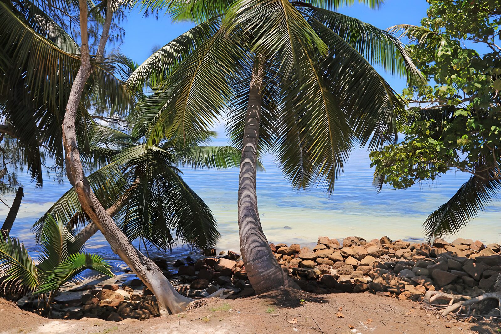 CW2404274: Tropisch strand met palmbomen