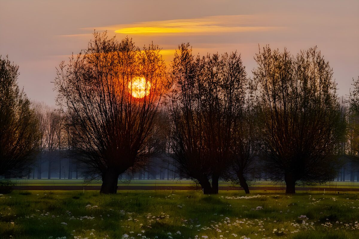 Zonsopgang tussen de wilgen