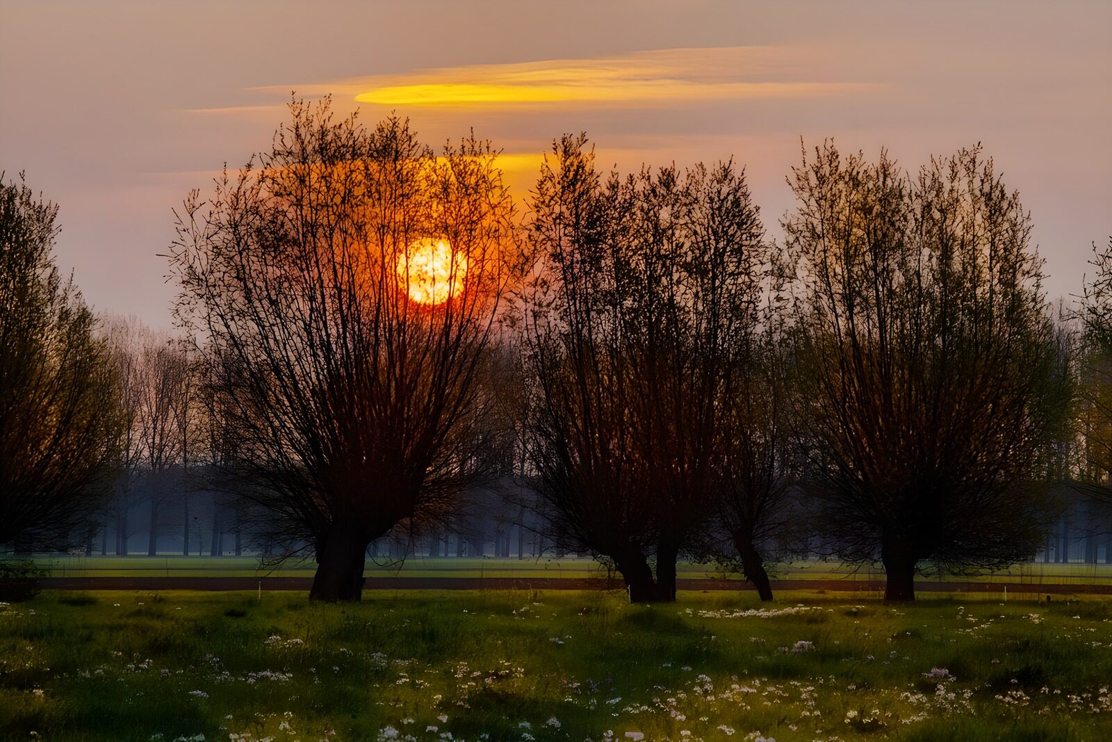 CW7250040: Zonsopgang tussen de wilgen