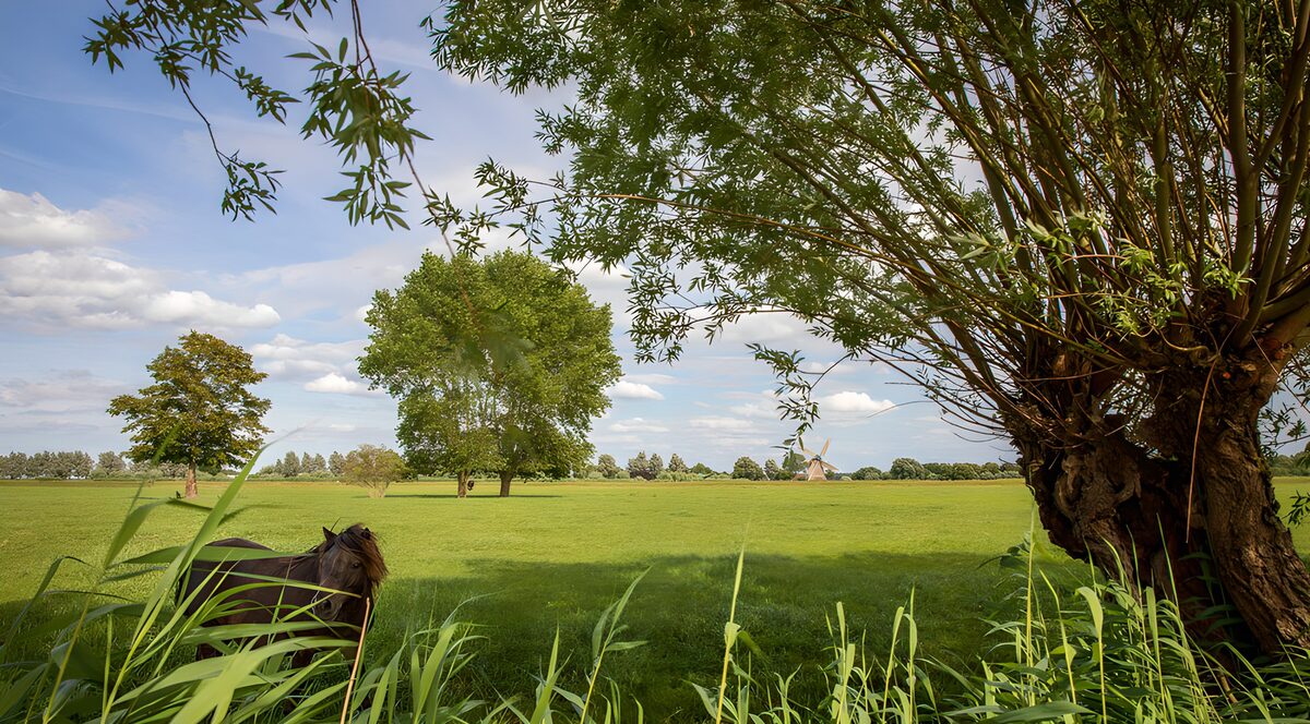 CW3295834: Rustig landschap met paard en bomen