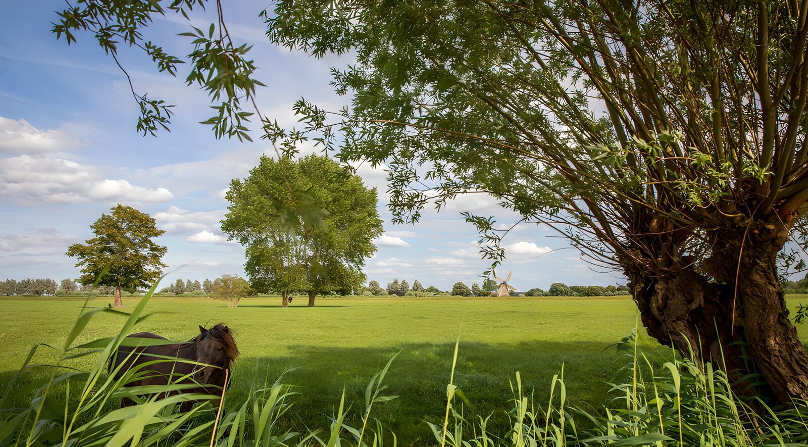CW3295834: Rustig landschap met paard en bomen