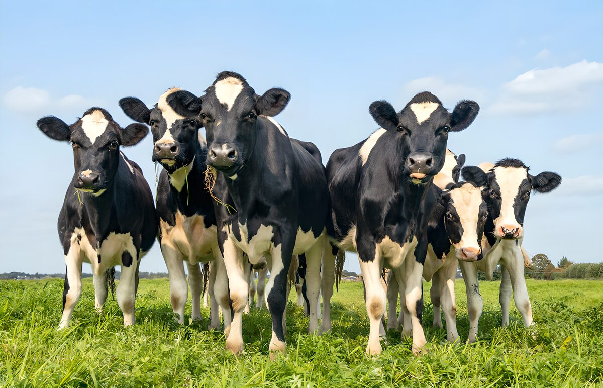 Groep Blijf-zittende Koeien op het Veld