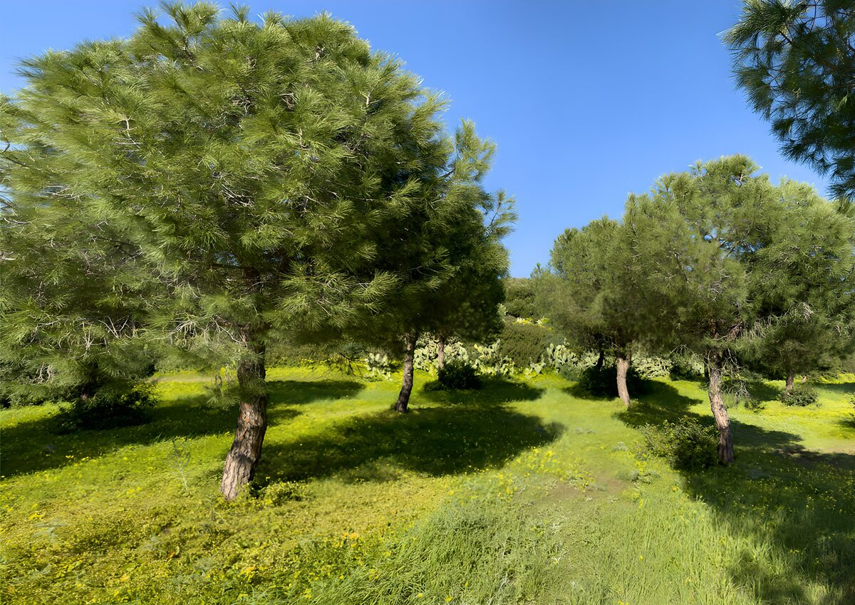 Groene dennenbomen in vredige natuur