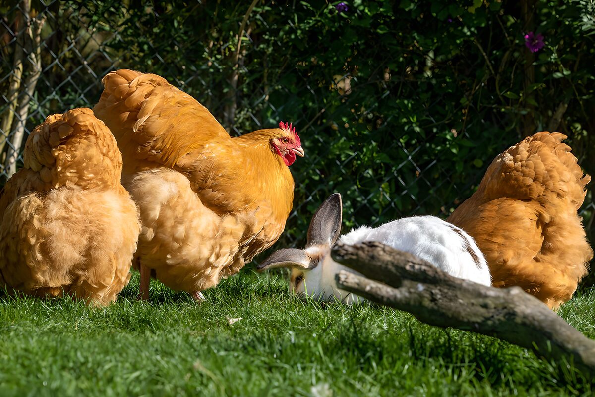 Kip en konijn in de tuin