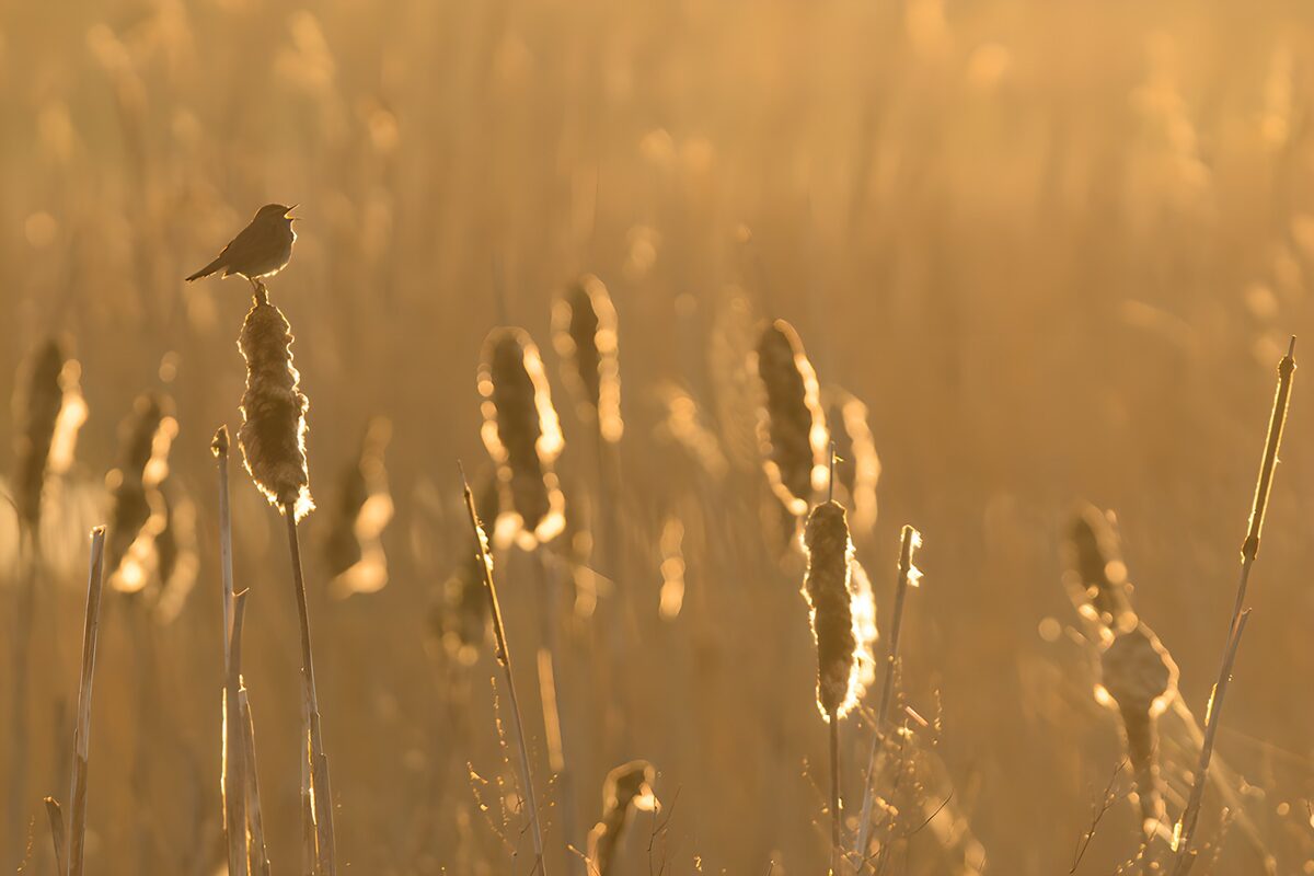 Zangvogel bij de ondergang van de zon