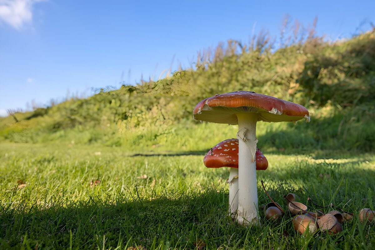 Prachtige vliegenzwammen in het gras