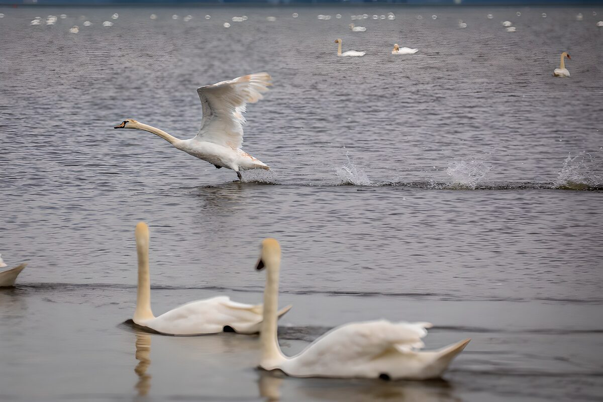 CW9143394: Elegante zwaan vlucht over het water