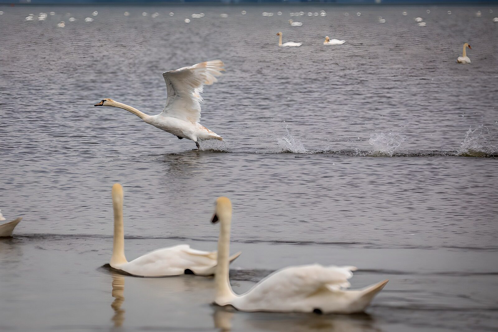 CW9143394: Elegante zwaan vlucht over het water