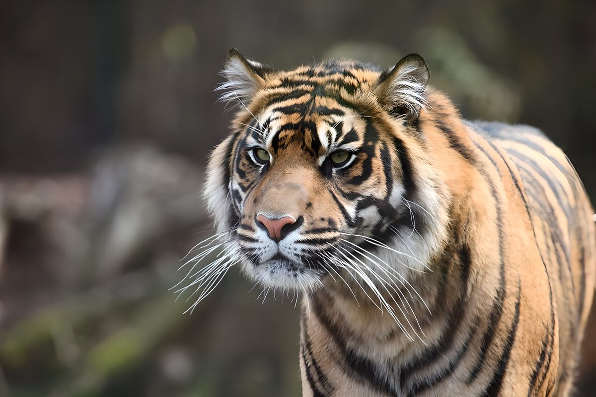Machtige Tijger in de Natuur