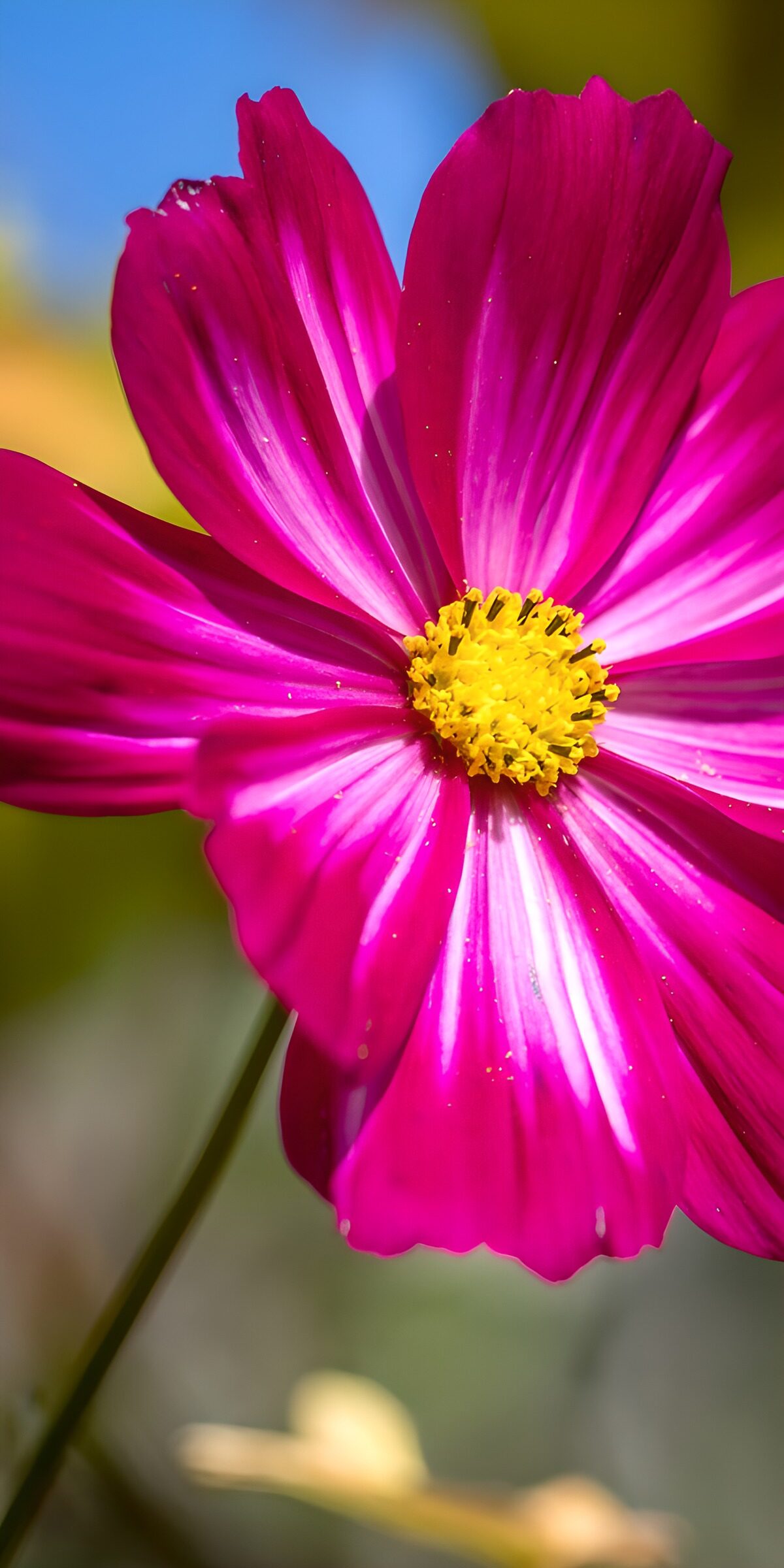 CW1545096: Prachtige roze bloem in de zon