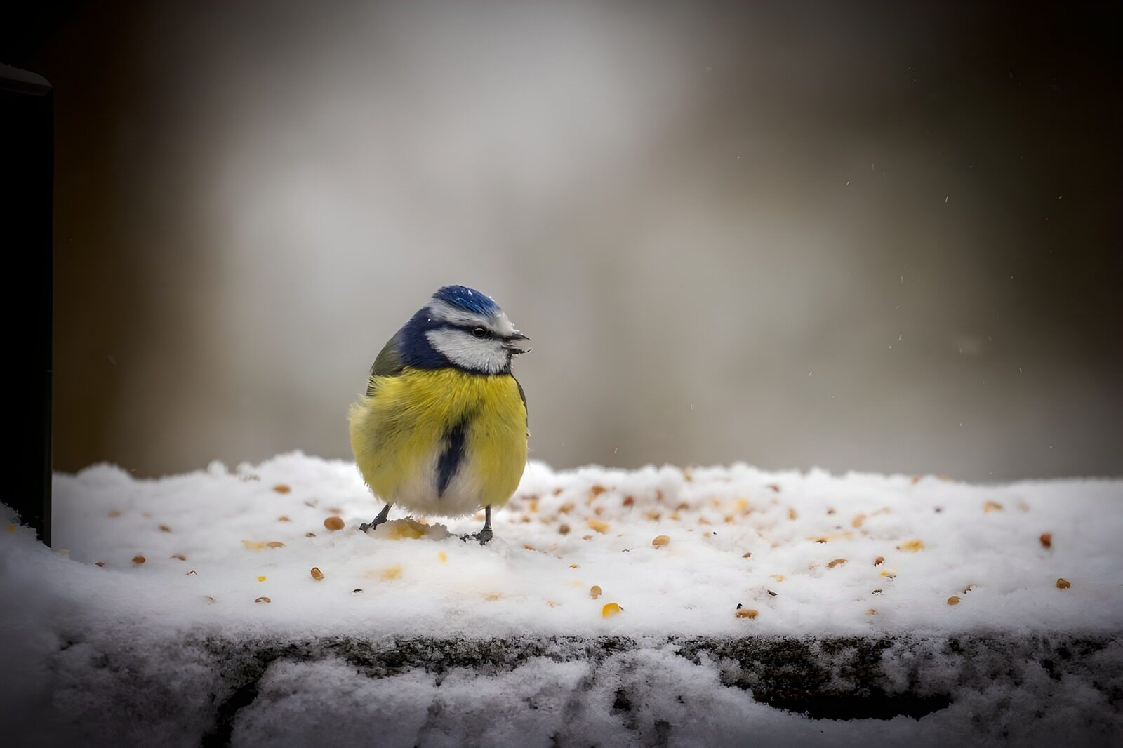 CW6394172: Koolmees in de sneeuw