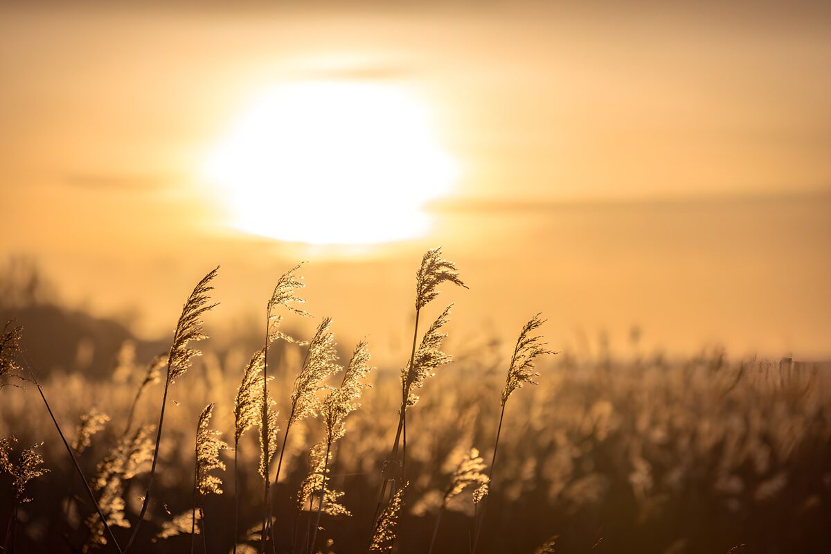Zonsopgang boven golvend riet